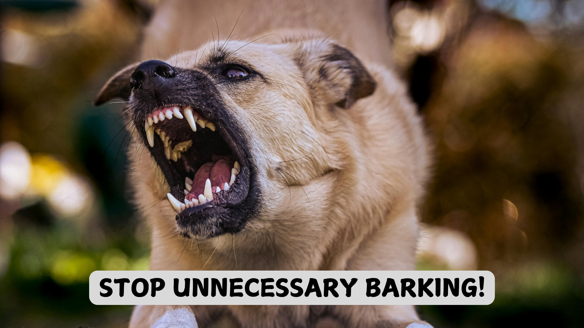 Read more about the article How to Stop Dog Barking: Proven Methods for a Peaceful Home