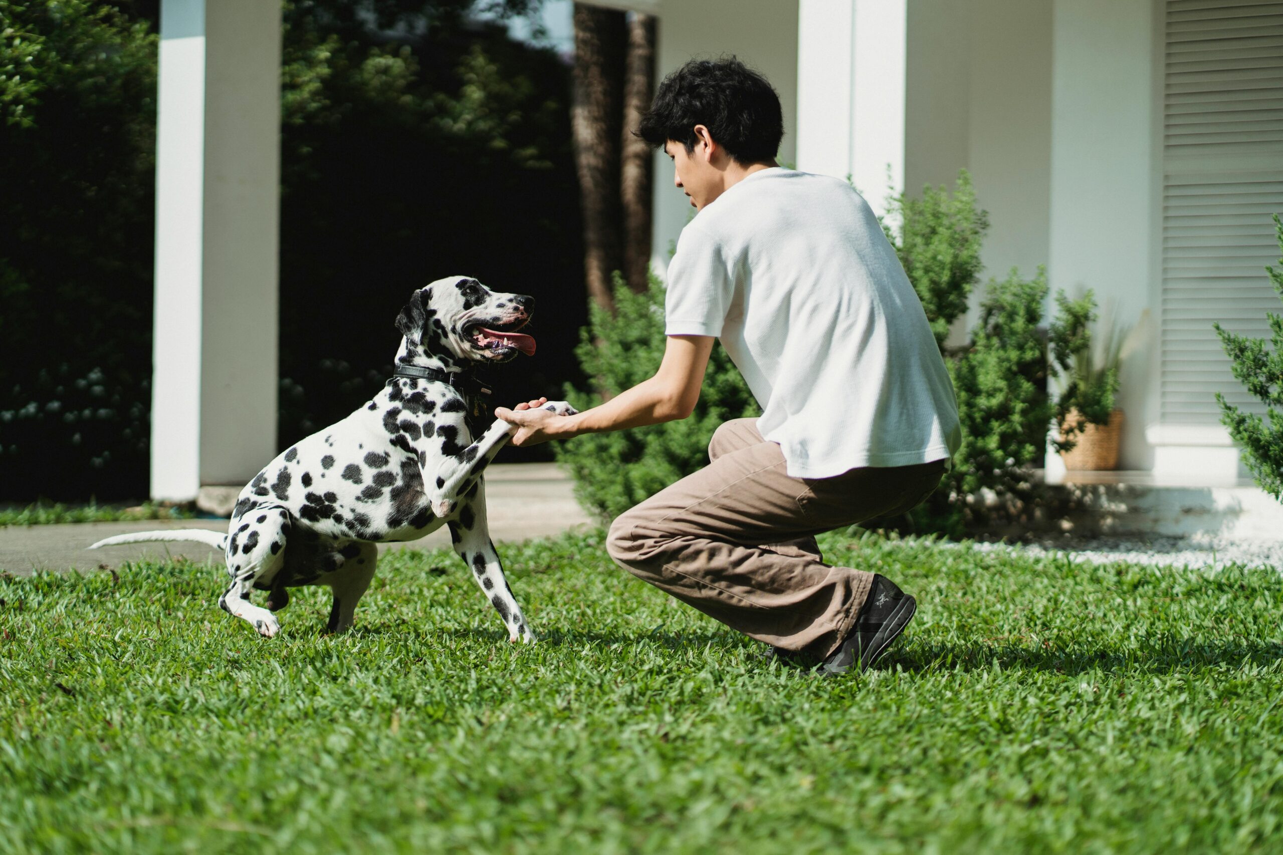 Read more about the article Training A Puppy 2024: Step-by-Step Guide To Raise A Well-Behaved Dog