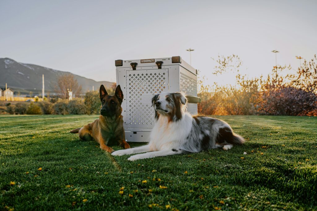 Potty and Crate Training