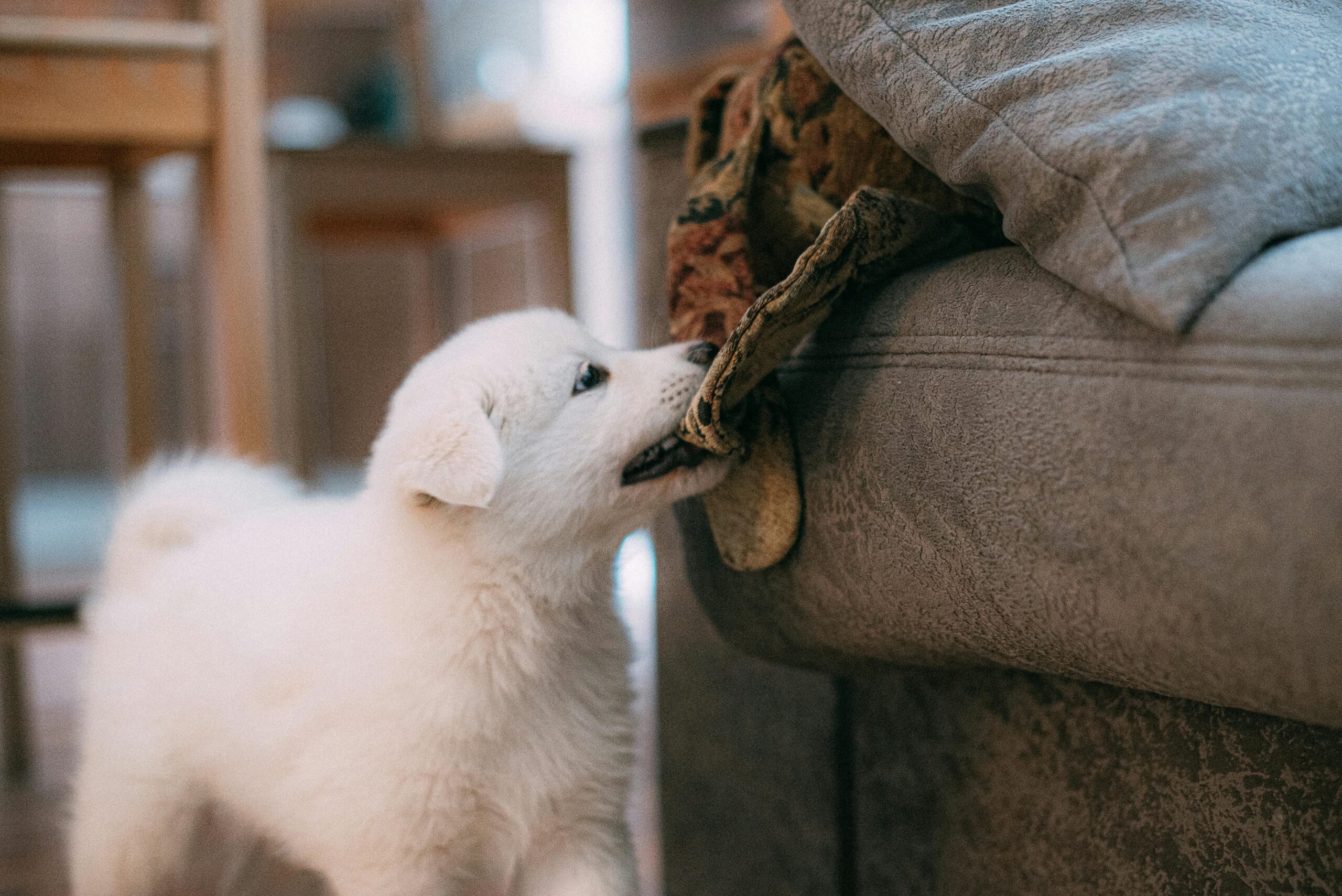 Read more about the article How to Stop a Puppy from Biting 2024: Proven Tips for a Calm Pet