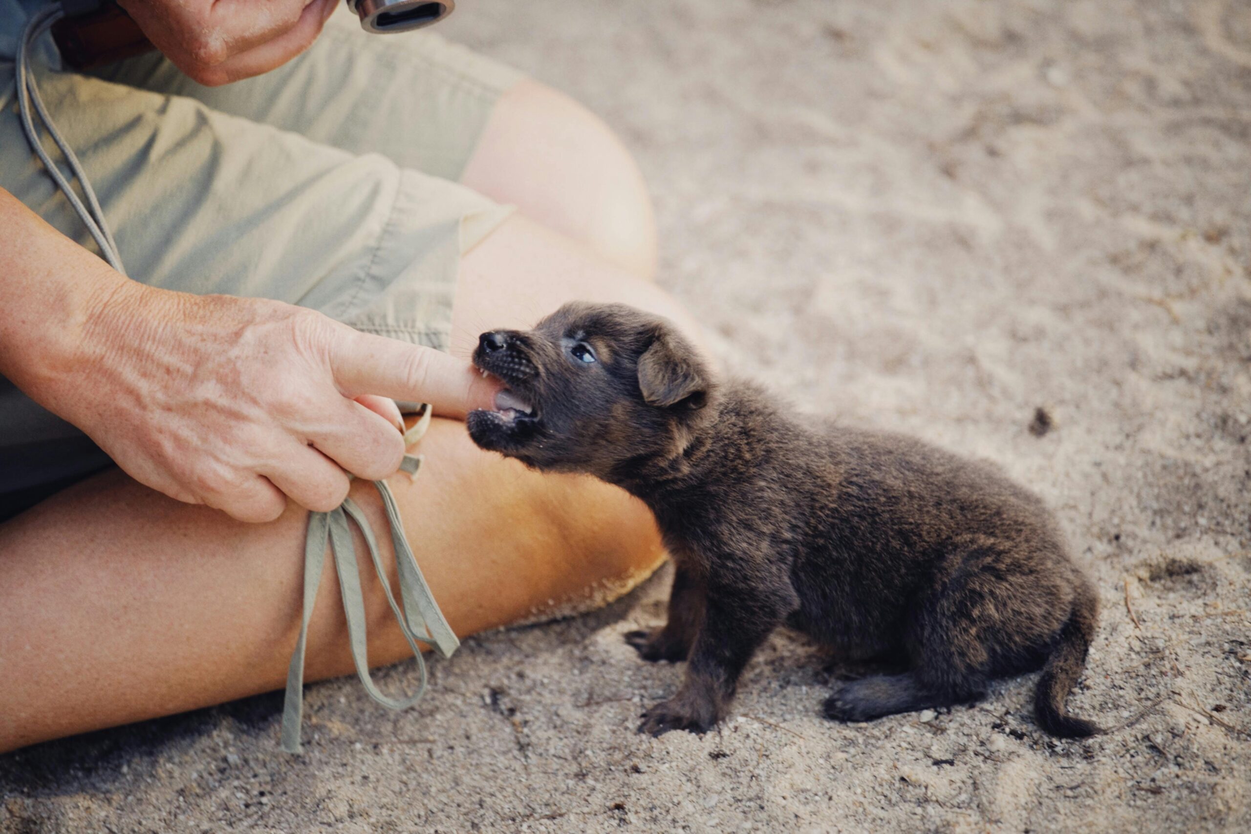 Read more about the article How to Stop a Puppy from Biting: Expert Tips for Training