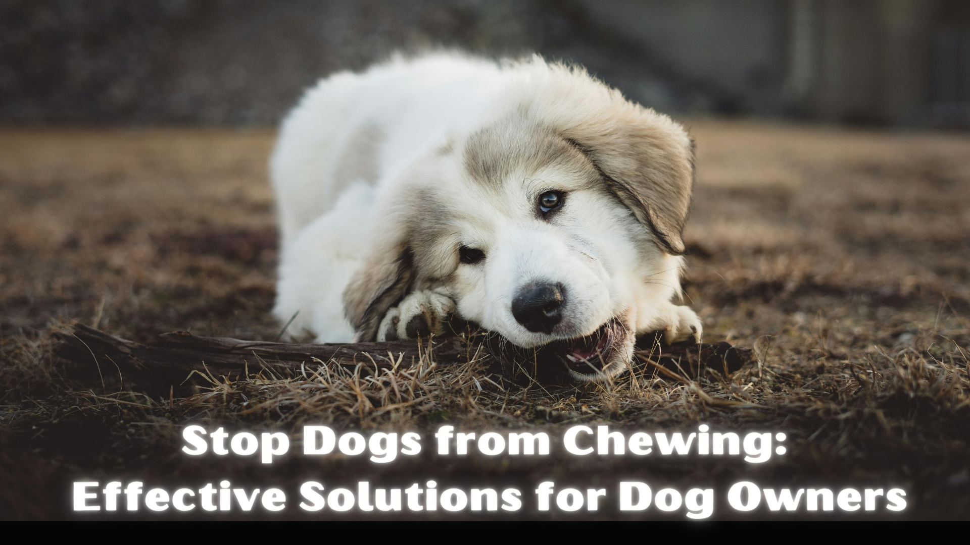 Read more about the article Stop Dogs from Chewing: Effective Solutions for Dog Owners