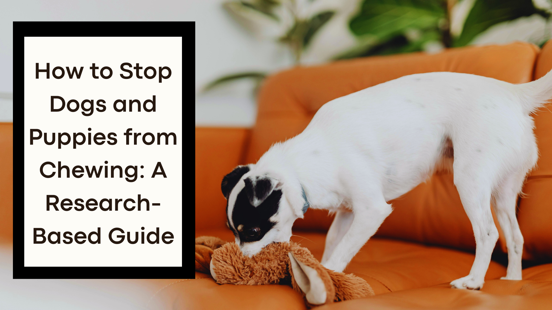 Read more about the article How to Stop Dogs and Puppies from Chewing: A Research-Based Guide